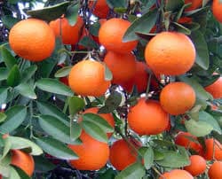 CITRUS FRUIT